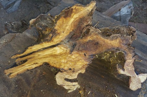 Olive burl live - olive,